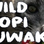 幻の珈琲『KopiLuwak』！！